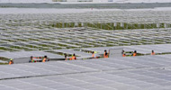 En Gironde, la future plus grande centrale solaire d'Europe sort rapidement du sol